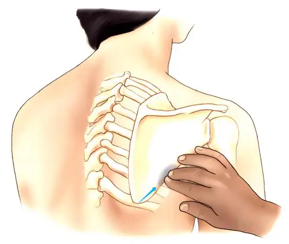 进展_临床_肩胛骨