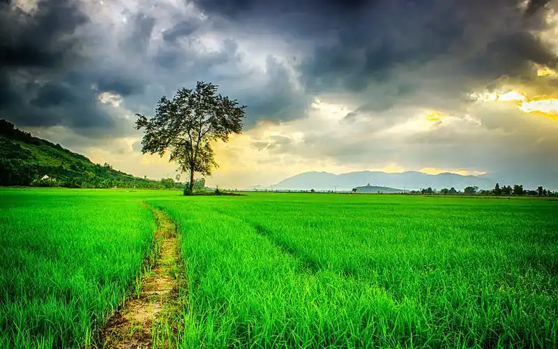 绿色护眼自然风光图片桌面壁纸高清大图预览1920x1200_风景壁纸下载