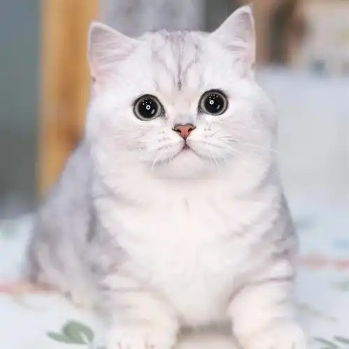 纯种英国短毛猫银点渐层蓝眼银渐层幼猫活体猫咪折耳猫宠物猫