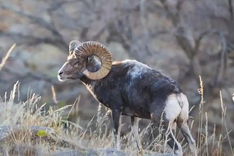 p>戈壁盘羊(学名: i>ovis darwini /i>):是牛科,盘羊属动物.