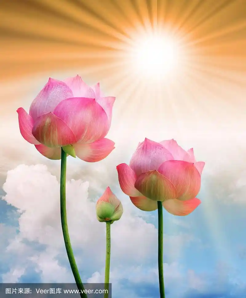 粉红色的荷花和蓝天背景下的阳光