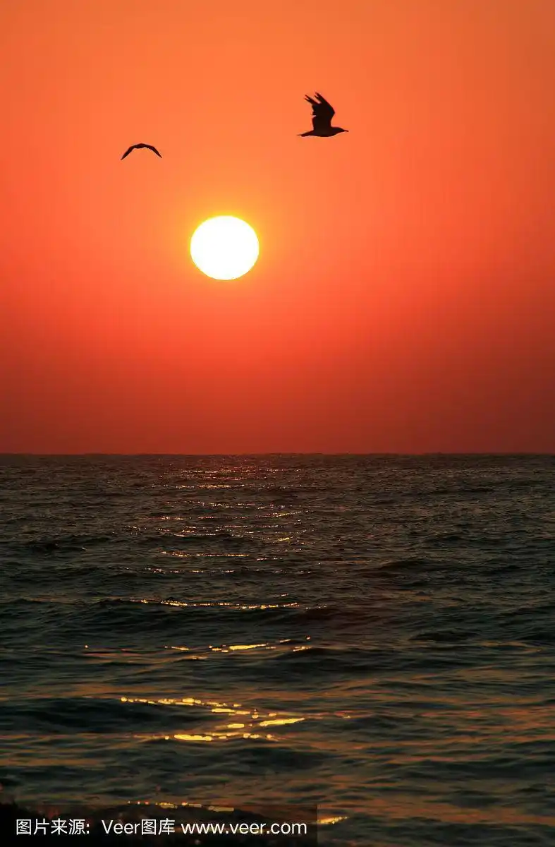 日出时海鸥在海面上飞翔