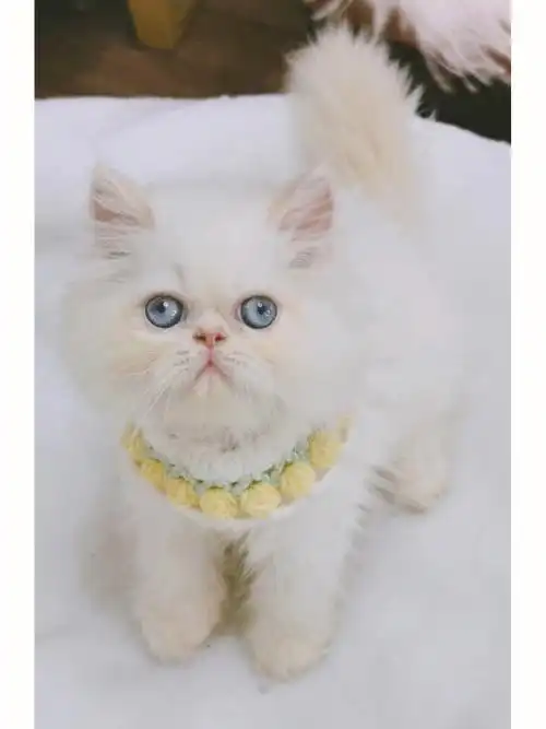 蓝眼睛波斯弟弟价格优惠找新家