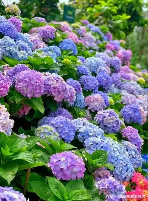 五彩缤纷的绣球花正悄然怒放!