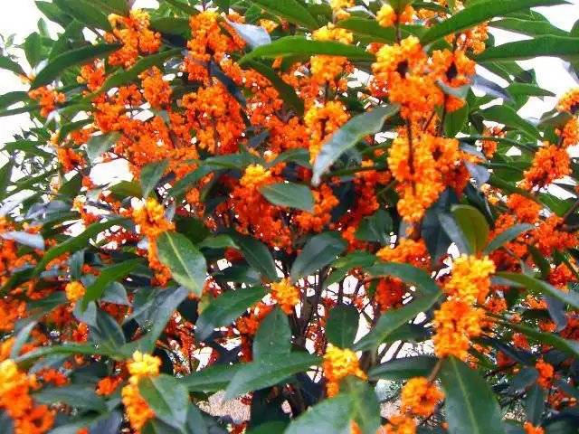 荔浦振兴园艺场