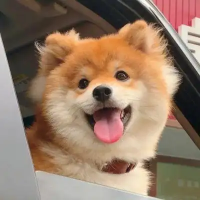 可爱狗狗头像_微信头像_我要个性网