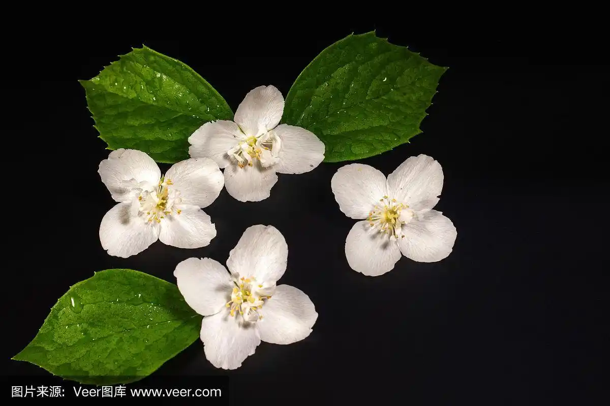 茉莉花与叶子在黑色的背景.