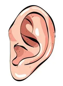 人类的耳朵图片-人类的耳朵素材-人类的耳朵插画-摄图新视界