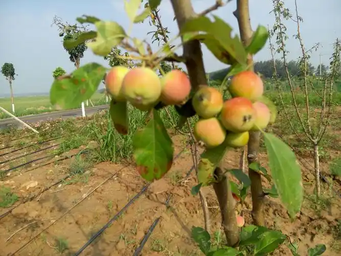 西府海棠上结的果子,有点像嘴馋尝了一个,酸的掉牙大家可别学我