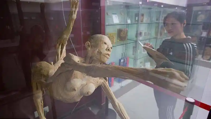 虚拟尸体解剖正在走进医学院