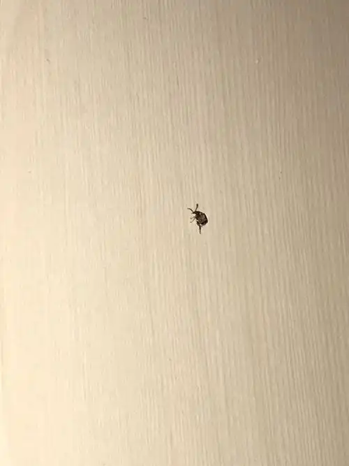 这是什么什么东西生的虫子?家里突然好多,会飞,趋光.硬硬的,不咬人.