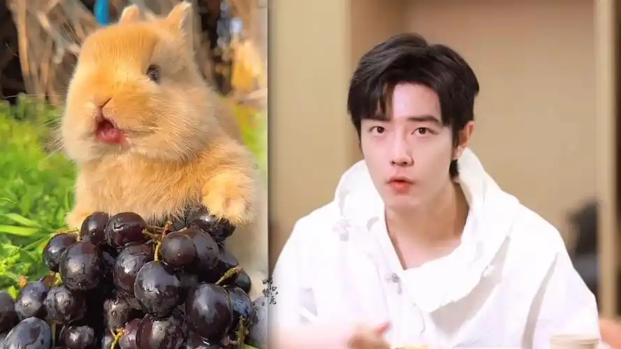 【肖战】兔兔本体暴露啦!哈哈,端午节快乐