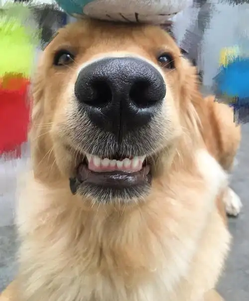 可是它的表情依旧不变,依旧是那个贱贱的笑容暖男金毛就这