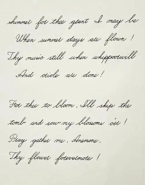 英文花体字银莲花