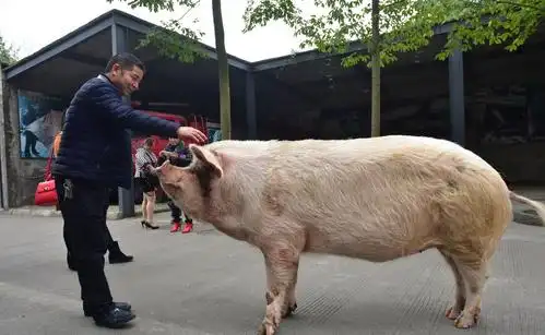 汶川地震中的"猪坚强"获专人伺候 住一室一厅
