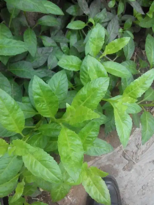 按默认排序|1条回答  1 分钟前 |十二级   金鸡毛草,也称神奇