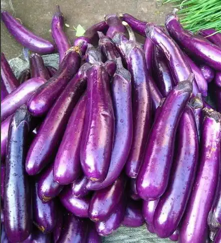 买茄子时选直的还是弯的?老菜农:别跳错了,浪费钱还不好吃