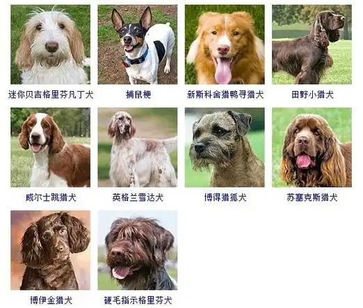 178个宠物狗品种图片大全宠物狗品种大全
