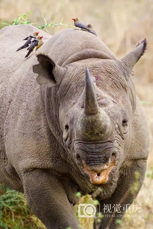 花五年时间在非洲追狮逐豹用镜头捕捉野生动物最真实野性的瞬间