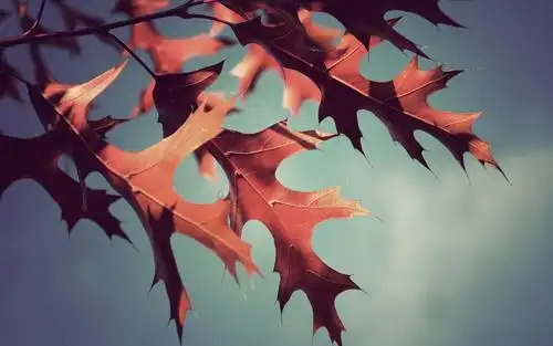 小清新唯美花草,高清图片,电脑桌面-壁纸族