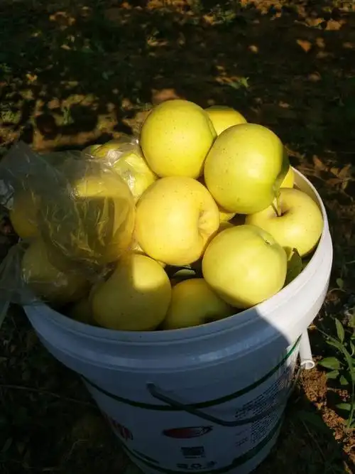 鲁因醉美 果林成荫 东康中学332班 张锦东 班主任 赵彤宇