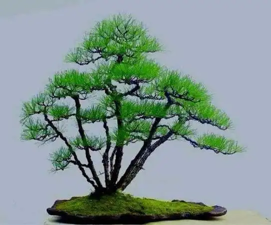 对黑松进行环剥,高压,制作做丛林盆景