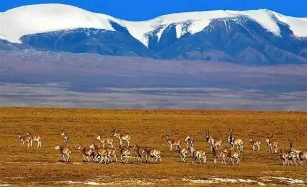 中国四大无人区,名副其实的生命禁区(2)