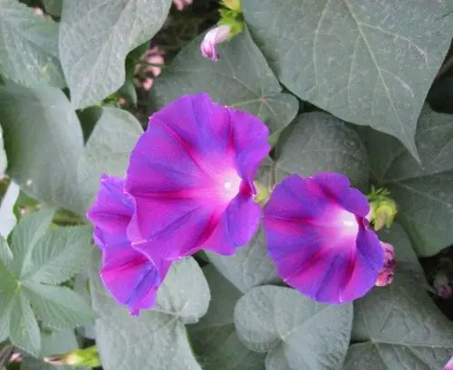 牵牛花系列(蓝,紫)