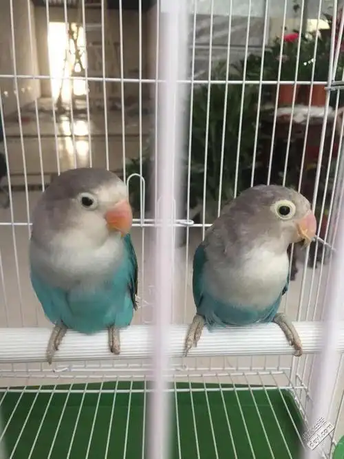 今入一对蓝桃,自己其实不懂,求高人指点!