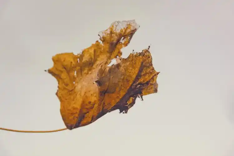 一片枯叶特写图片图片素材下载(图片id:948276)_-底纹背景-图片素材