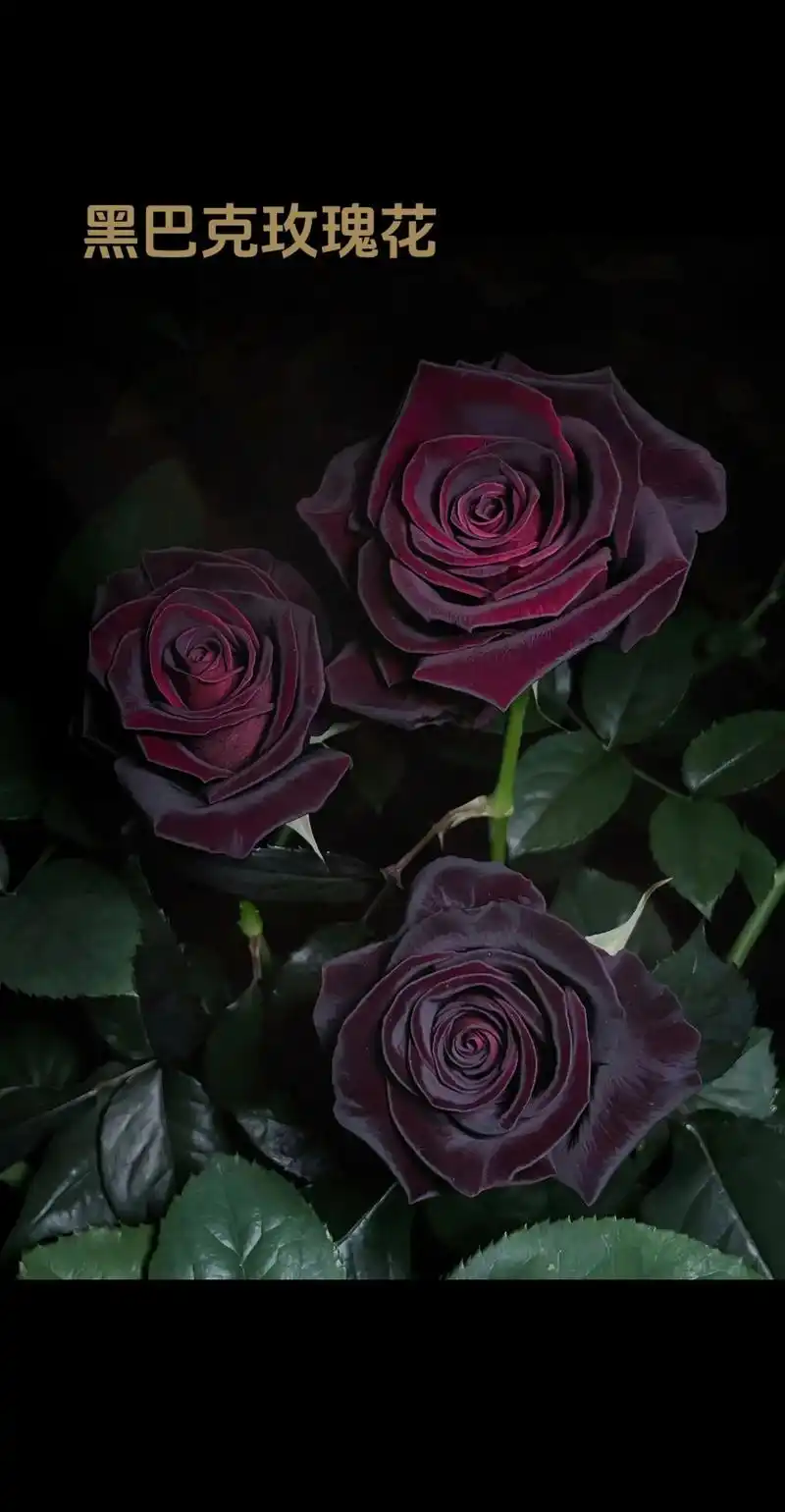 黑玫瑰的代表黑巴克,丝绒质地 你喜欢吗?暗黑系列玫瑰黑巴克, - 抖音