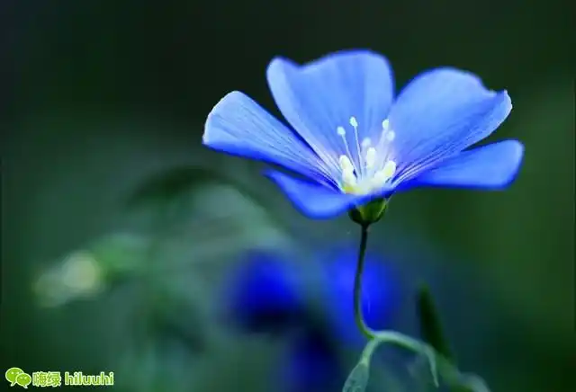 32种紫蓝色系植物花卉美图