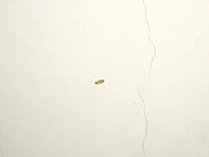 白色,很小,半透明,米粒一半大小,在墙上爬来爬去的,发现的时候也挺多