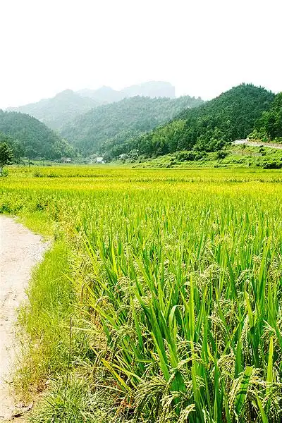 乡村的稻田和远处的山