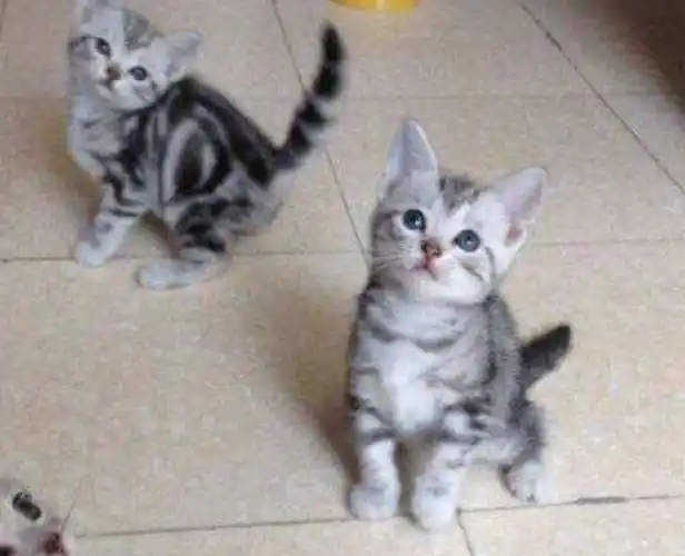 蓝猫和虎斑配出的猫仔什么样
