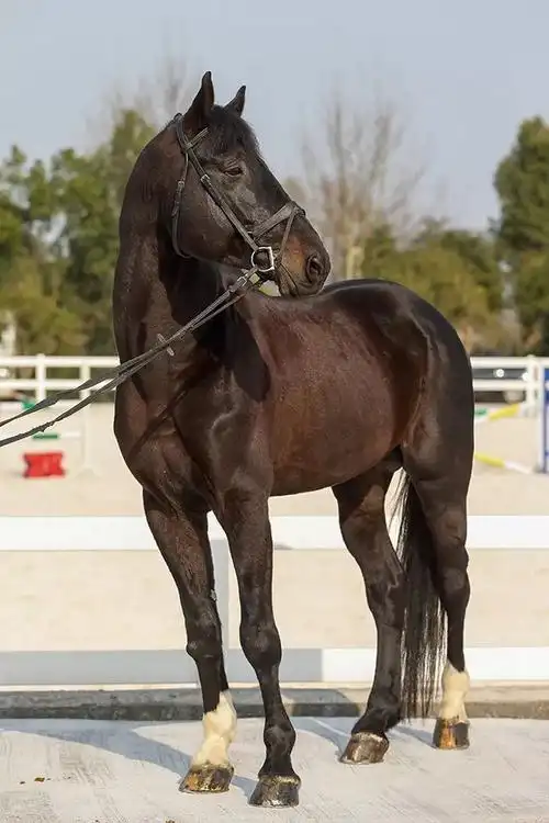 出售8匹优质好马在寻找他的主人
