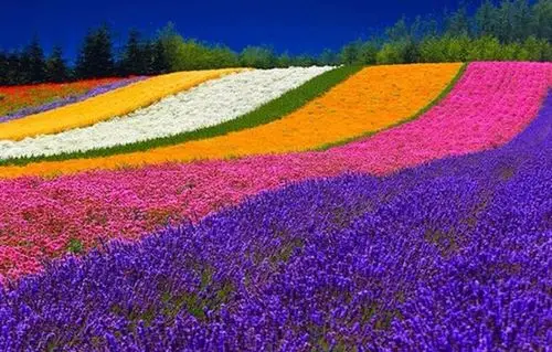 【旅游天堂】世界最美10大花海,极致美丽超出你想象!