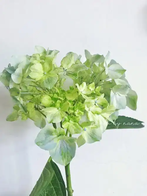 不像球的一枝球～加倍花生命养了10天开出了小蓝花@云上俏#绣球  #我