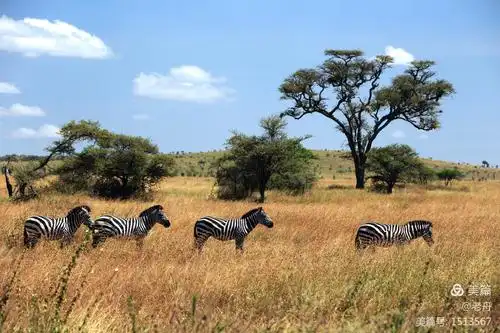 走入东非大草原(一)韵律非洲