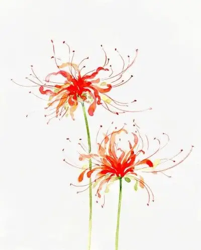 唯美古风水彩插画 作图素材 封面彼岸花