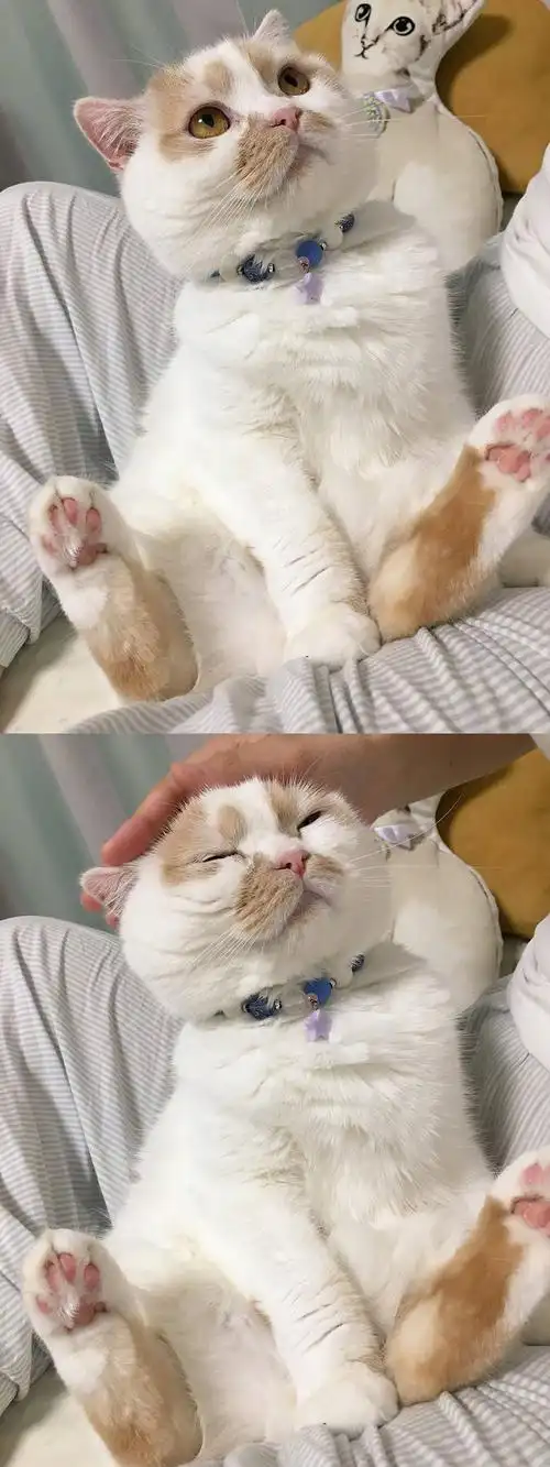 网红小猫咪hoippu,超爱撒娇又黏人的可爱女孩子