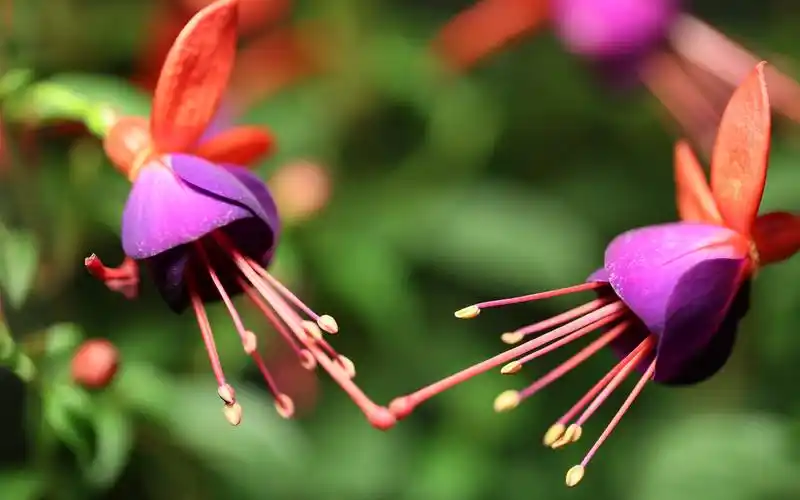 吊钟海棠花唯美高清摄影图片桌面壁纸