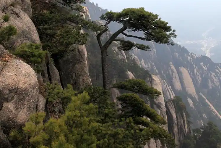 黄山---一生必去的名山图片269,安徽省旅游景点,风景名胜 - 蚂蜂窝