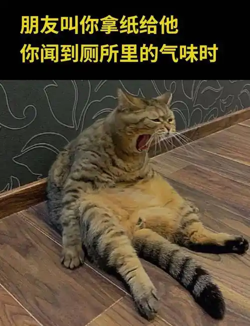 28张爆笑猫咪meme图,笑死人不偿命!_阿门_刀醒_母猫