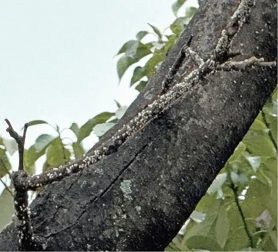 昆明一路段绿化树上爬满虫,让人看了头皮发麻