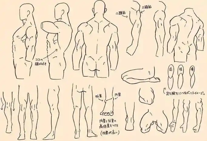 教你男生强壮肌肉的画法要点!