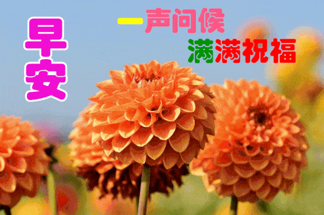 11月13日最漂亮早上好动态表情图片大全,早晨好动图美图大全_祝福