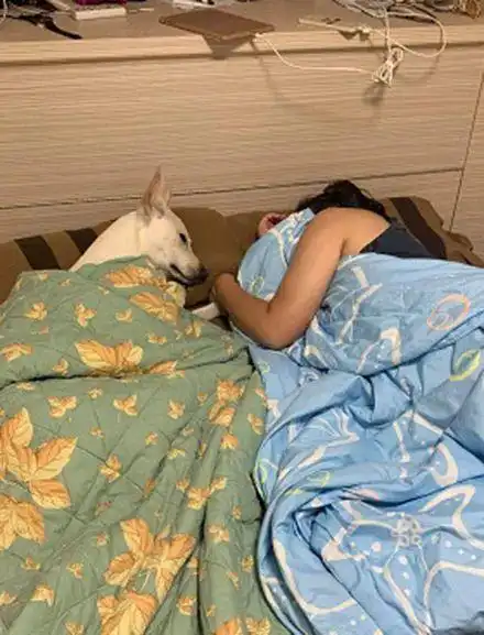 狗子抢先睡在老婆身边还眼神暗示他出去睡网友笑哭