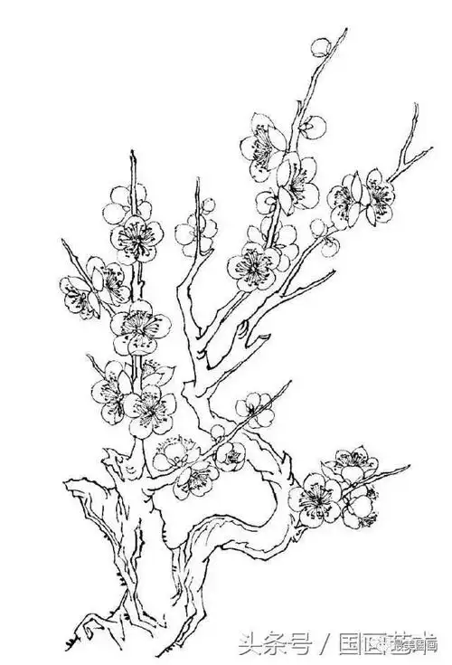 白描梅花绘画手稿参照练笔用