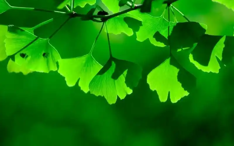 绿色的电脑壁纸比其他颜色的更加保护眼睛吗